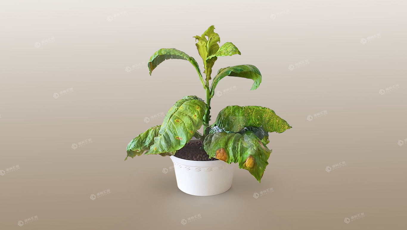 3D打印,青島3D打印,北方3D打印,光敏樹脂,光固化,3D打印定制服務(wù)|青島3d打印-1:1復(fù)刻植物三維模型